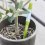 Aquameter, 5 stk., jordfugtighedssensor for planter 3