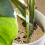 Aquameter, 5 stk., jordfugtighedssensor for planter 2