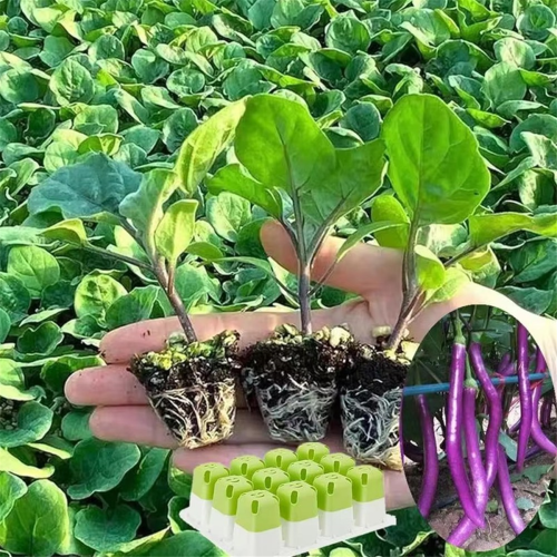Plantbrickor, silikonbrickor för krukväxter, set om 5 1
