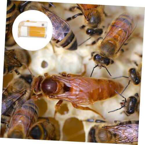 Bee Isolation Catcher Bottle 1pc Beekeeping Tool for Efficient Hive Inspection and Colony Management, Durable Plastic Design 1