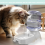 Bebedouro automático para animais de estimação com alimentação automática e tigelas para cães e gatos 5