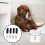 1set Cotton Filter Meshes for Pet Drinking Fountain Replacement 9