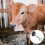 Stainless Steel Cattle Nose Ring Traction Tool Farm Accessory 10