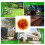 2pcs Artificial Topiary Balls for Outdoor Garden Patio Decor 6