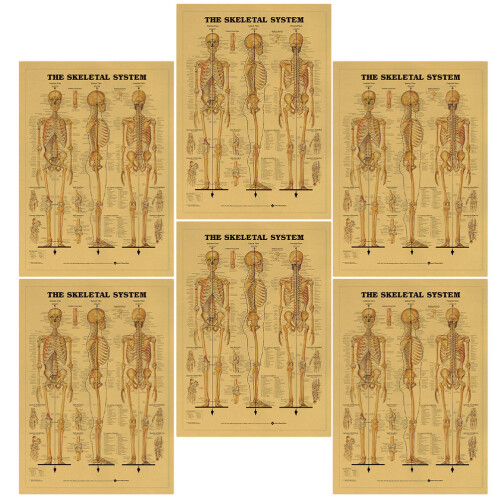 6pcs Learning Skeletal System Poster Set Human Skeleton Decor 2