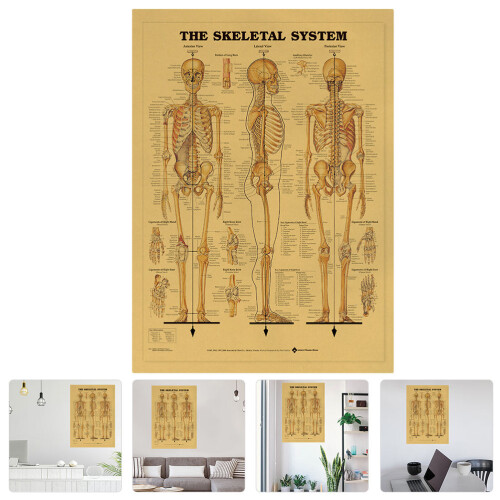 6pcs Learning Skeletal System Poster Set Human Skeleton Decor 1