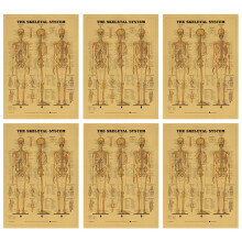 6pcs Learning Skeletal System Poster Set Human Skeleton Decor