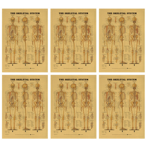 6pcs Learning Skeletal System Poster Set Human Skeleton Decor