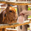Salt Block for Farm Animals 1-2kg 5
