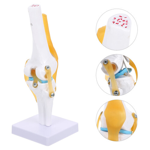 Knee Joint Simulation Model 1:1 Human Anatomy for Teaching 1