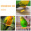 10pcs Bird Leg Corrector Rings 4mm ID Splay Leg Support 9