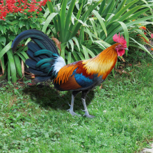 Yard Rooster Sign Acrylic Outdoor Garden Ground In