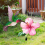 Decorative Garden Inserts Lawn Flower Sign Stakes 4