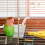 Parrot Perch Toy Yellow Solid Wood Parakeet Perch 1set 4