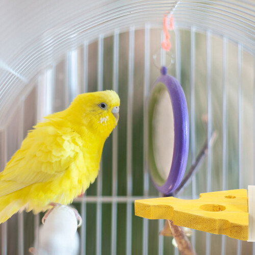 Parrot Perch Toy Yellow Solid Wood Parakeet Perch 1set 2