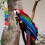 Teeth Care Parrot Chewing Toy Multi Colored 1set 9.8x0.8in 5