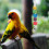 Teeth Care Parrot Chewing Toy Multi Colored 1set 9.8x0.8in 7