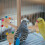 Bird Stands For Inside Parrot Perch Stand Toy Wood 1pack 4
