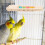Bird Rustplatform Hout Beweging Gemakkelijk Schoon Te Maken 7
