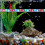 Waterproof LED Light for Aquarium Fish Tank ( ) 4
