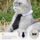 2pcs Pet Bow Tie Cat Dog Collar for Party 10