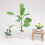 2Stk Bananenbaum Topfpflanze Modell 15x4Cm 11