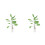 2Stk Bananenbaum Topfpflanze Modell 15x4Cm 2