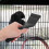 Cage Noir ABS Acier Inoxydable Nettoyage Durable 3