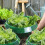10 pezzi collari per lumache in PP verde trasparente 7