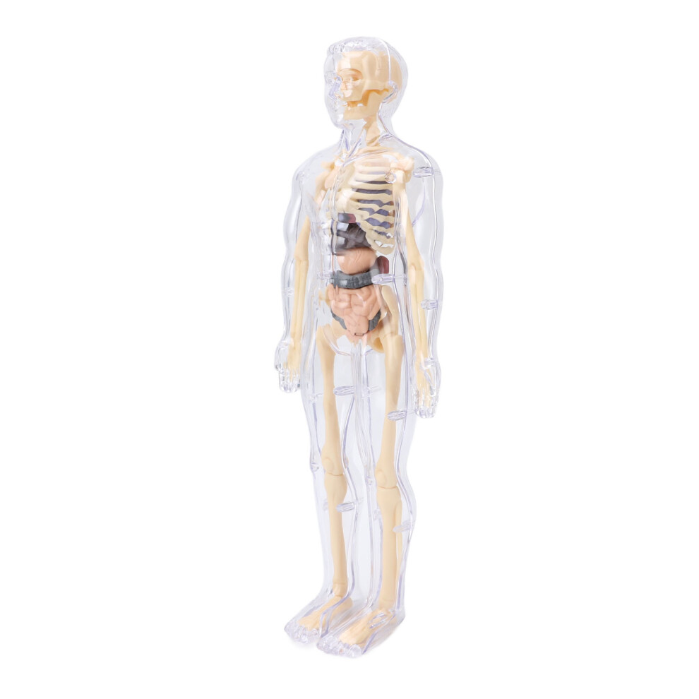 Interactive Human Body Model 28.5cm Kids Anatomy & Physiology Study Tool