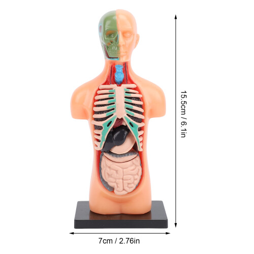 Modelo de esqueleto humano - plástico, 15,5 x 7 cm 1