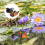 2 Pairs Floating Duck Resin Decor 10