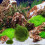 5pcs Artificial Moss Rocks Greenery Balls for Floral Arrangements 11