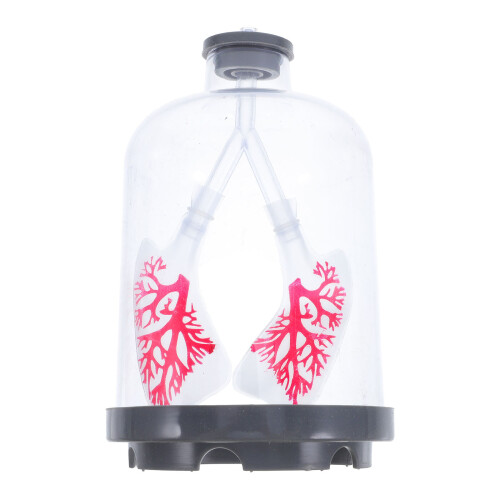 Lung Breathing Model Diaphragm Simulation Experiment Device