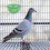 6pcs Plastic Bird Nest Bowl for Pigeon Hatching and Breeding 6