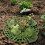 4pcs Strawberry Planting Racks 12inch Vertical Support Trellis 7