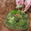 4pcs Strawberry Planting Racks 12inch Vertical Support Trellis 6