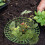 4pcs Strawberry Planting Racks 12inch Vertical Support Trellis 9