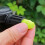 Spruzzatore a pressione da 2 L, trasparente, portatile per giardino. 10