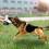 Durable Jute Dog Training Sleeve with Comfortable Handle, Tear Resistant Interactive Bite Sleeve, Red Edge Design 2
