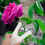 Durable White Rose Thorn Remover Tool for Gardening and Florists 4