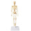 Removable Human Structural Skeleton Model Mini, Anatomical Human Joints and Bones for DIY Educational Use 1pc 1