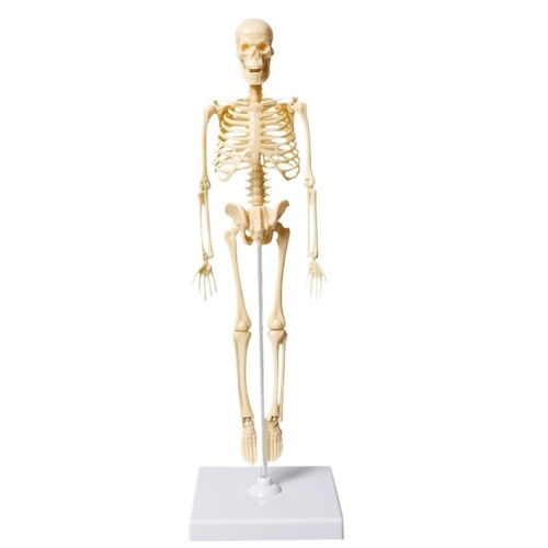Removable Human Structural Skeleton Model Mini, Anatomical Human Joints and Bones for DIY Educational Use 1pc