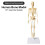 Removable Human Structural Skeleton Model Mini, Anatomical Human Joints and Bones for DIY Educational Use 1pc 2