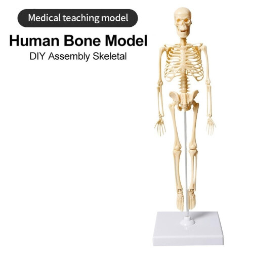 Removable Human Structural Skeleton Model Mini, Anatomical Human Joints and Bones for DIY Educational Use 1pc 1