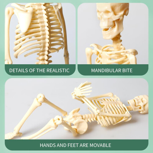 Removable Human Structural Skeleton Model Mini, Anatomical Human Joints and Bones for DIY Educational Use 1pc 2