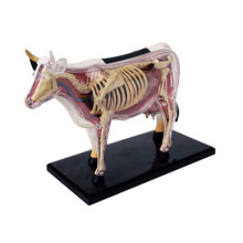 Animal Anatomy Model Cow - Detailed Biological Organ Model for Educational Purposes, 3D Size, Durable Material