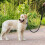 Retriever Leash with Pull Stop 1.6m Robust Dog Leash Training Leash Nylon Reflective Adjustable Leash with Foam Double Handle for Small Medium & Large 8
