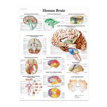 Anatomical Human Poster Canvas 80L x 60W cm for Classrooms Clinics Hospitals Multicolor Framed Educational Wall Art
