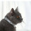 Leather Cat Collar with Studded for Small Medium Large Breed Best Gift Pet Rivet Collar 7